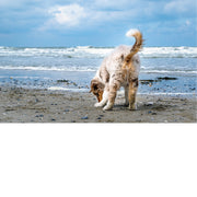 Australian herder pup aan zee