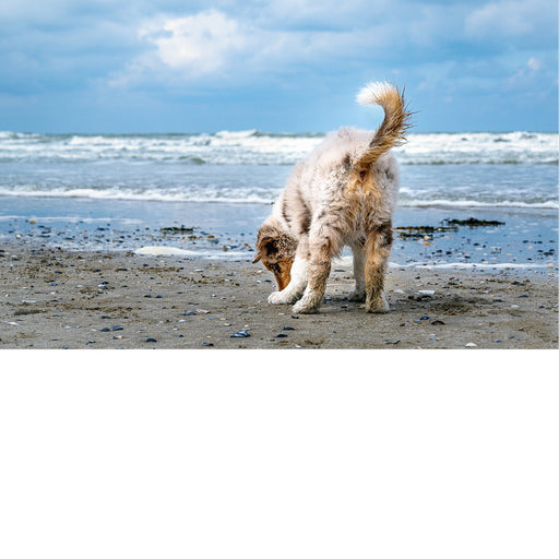 Australian herder pup aan zee