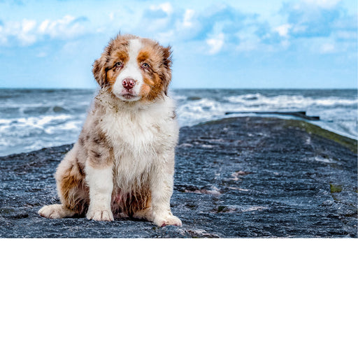 Australian herder pup aan zee