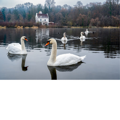 Zwanenfamilie, Heverlee, zoete water