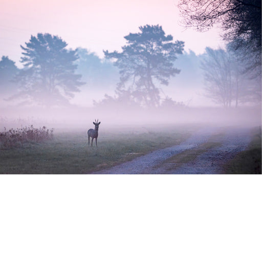 Ree bij ochtendgloren, rozige gloed in de mist
