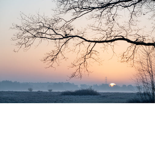 Kale takken tekenen zich af tegen een ondergaande zon boven een mistig veld.