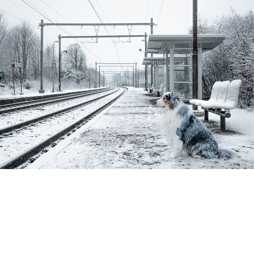 Een hond wacht geduldig op een besneeuwd treinperron.