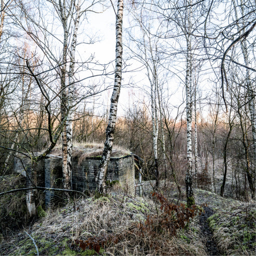 Een verlaten bunker raakt overwoekerd tussen kale berkenstammen in het bos.