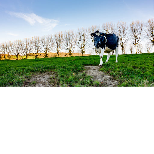 Een zwart-witte koe kijkt nieuwsgierig op vanuit een groene wei, omzoomd door een rij bomen.