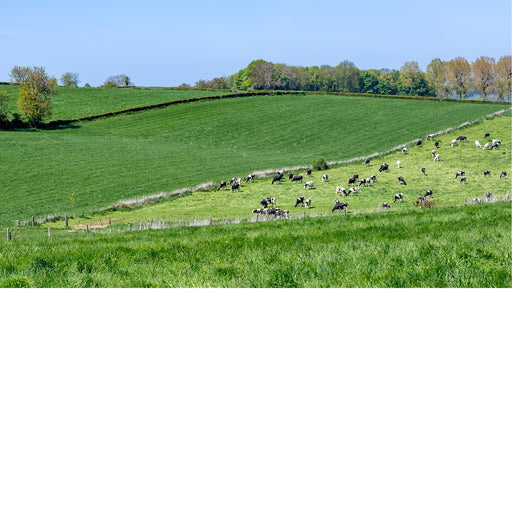Een kudde koeien graast verspreid over glooiende groene weilanden.
