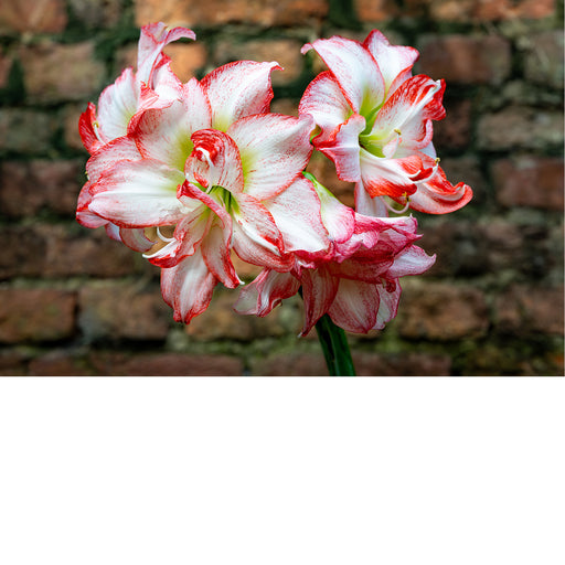 Drie amaryllisbloemen in rood-wit pronken tegen een bakstenen muur.