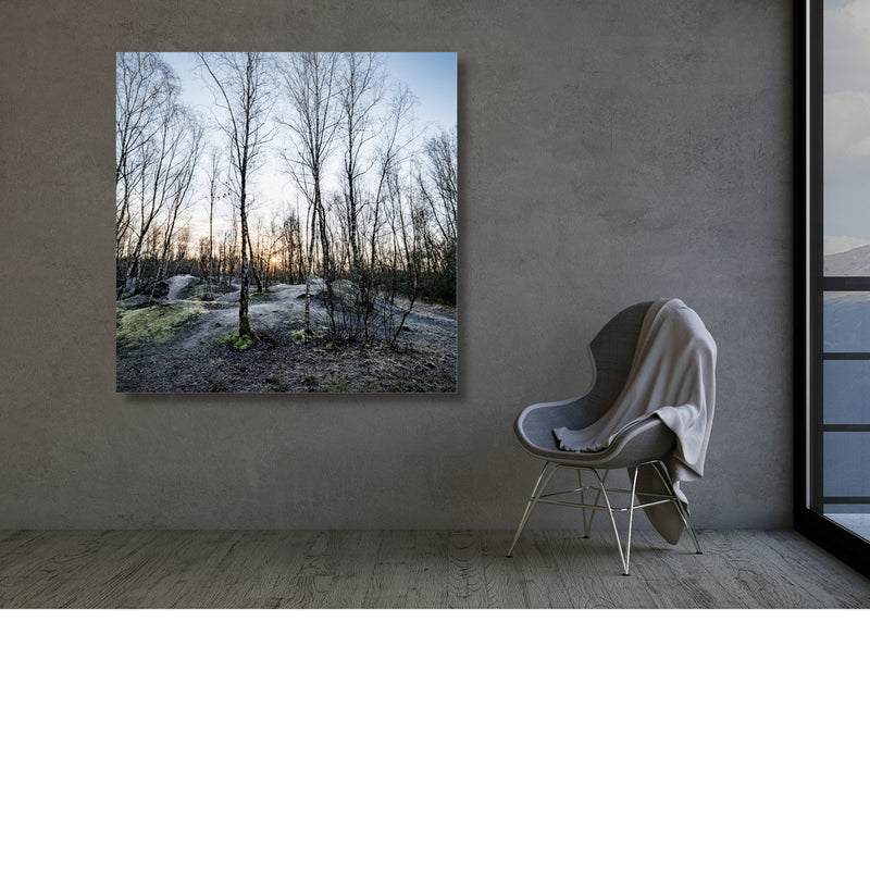 Laatste licht tussen de berken
