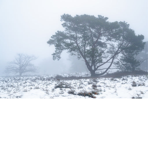 Een eenzame den steekt af tegen een dichte mist boven een besneeuwde heide.