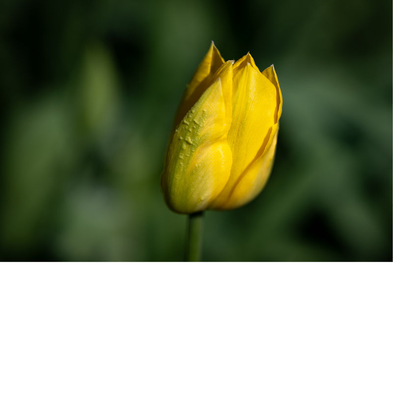 Een gele tulp steekt scherp af tegen een donkergroene achtergrond.