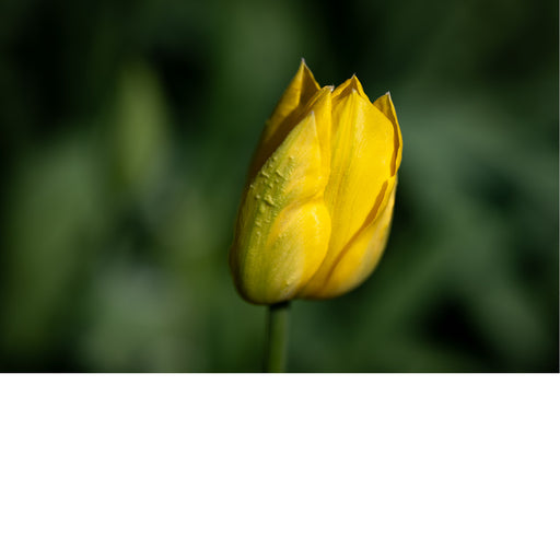 Een gele tulp steekt scherp af tegen een donkergroene achtergrond.