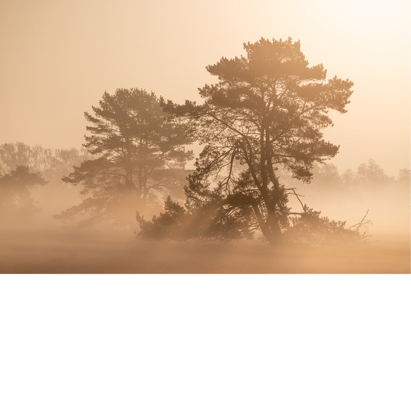 Een sfeervol en zacht landschap van twee grote dennenbomen die als donkere silhouetten afsteken tegen de warme, oranje ochtendmist.