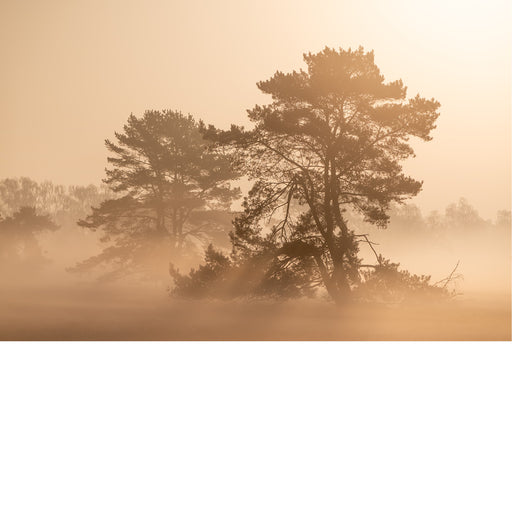 Een sfeervol en zacht landschap van twee grote dennenbomen die als donkere silhouetten afsteken tegen de warme, oranje ochtendmist.