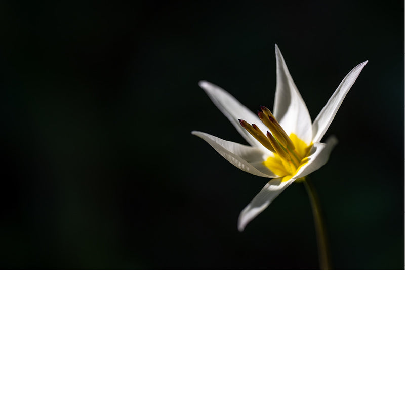 Een heldere macrofoto van een elegante witte bloem met een geel hart, prachtig uitgelicht tegen een bijna volledig donkere achtergrond.