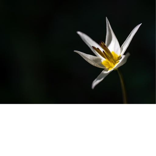 Een heldere macrofoto van een elegante witte bloem met een geel hart, prachtig uitgelicht tegen een bijna volledig donkere achtergrond.