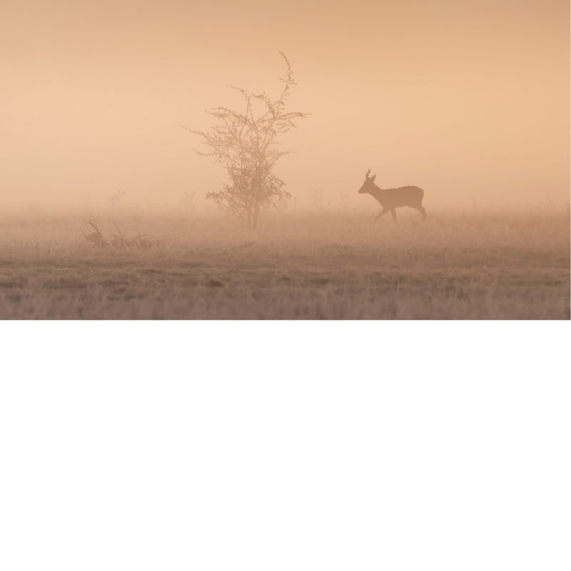 Een magisch en minimalistisch moment in de natuur. Het silhouet van een ree wandelt rustig door een met gouden mist overgoten veld.