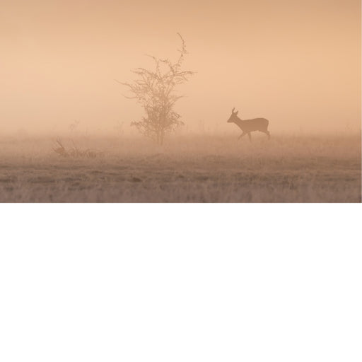 Een magisch en minimalistisch moment in de natuur. Het silhouet van een ree wandelt rustig door een met gouden mist overgoten veld.