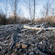 Een kille natuurcompositie van afgevallen berkenstammen en -takken die rusten op een ruwe ondergrond, bedekt met een fijne laag witte vorst.