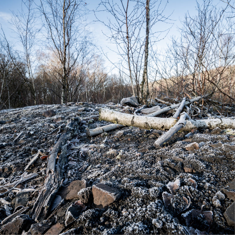 Een kille natuurcompositie van afgevallen berkenstammen en -takken die rusten op een ruwe ondergrond, bedekt met een fijne laag witte vorst.