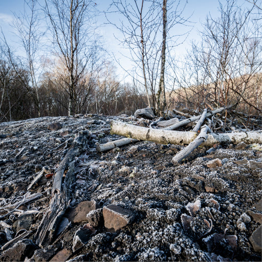 Een kille natuurcompositie van afgevallen berkenstammen en -takken die rusten op een ruwe ondergrond, bedekt met een fijne laag witte vorst.