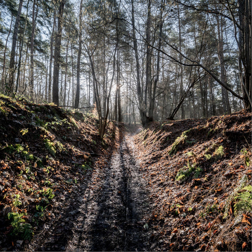 Een sfeervol beeld van een diep en modderig karrenspoor in het bos, waarbij de laagstaande zon prachtig door de kale bomen heen breekt.
