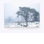 Een sfeervol beeld van een mistig landschap met een besneeuwde heidevlakte en silhouetten van bomen op de achtergrond.