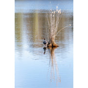 Een sereen beeld van een gans die rustig zwemt bij een polletje riet in een rimpelloos wateroppervlak, prachtig weerspiegeld.