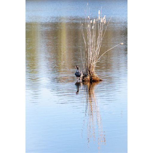 Een sereen beeld van een gans die rustig zwemt bij een polletje riet in een rimpelloos wateroppervlak, prachtig weerspiegeld.