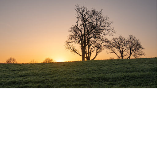 Een krachtig en dromerig landschap waarbij silhouetten van bomen afsteken tegen de feloranje lucht van een ondergaande zon op een groene heuvel.