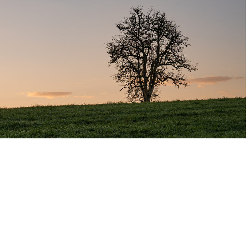 Een sfeervol en ingetogen landschap met één enkele, kale boom die op een heuveltop staat tijdens het laatste licht van de dag.