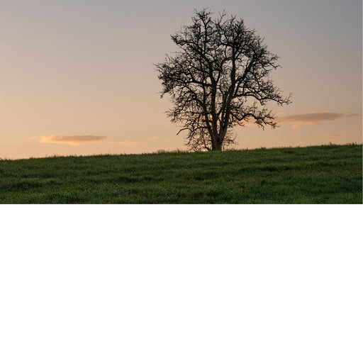 Een sfeervol en ingetogen landschap met één enkele, kale boom die op een heuveltop staat tijdens het laatste licht van de dag.