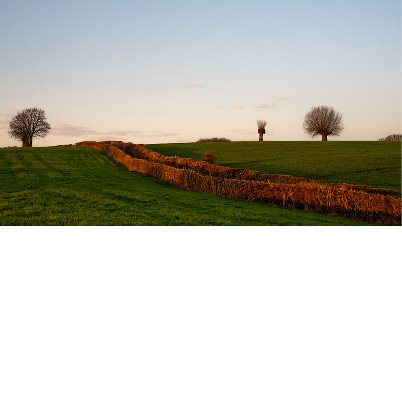 Een weids, groen heuvellandschap in the golden hour. Een lange haag snijdt door het veld, badend in warm oranje zonlicht.