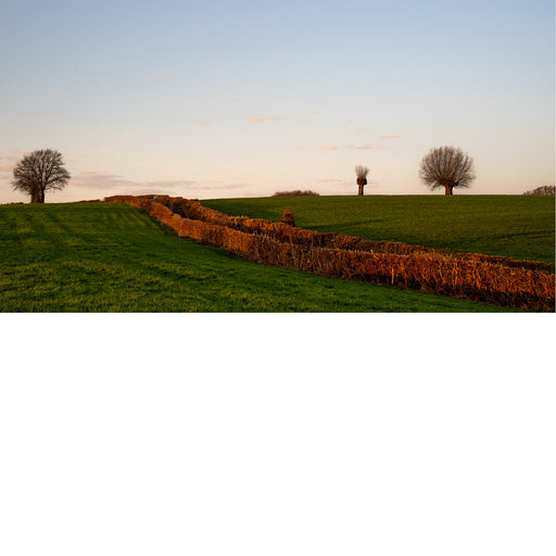 Een weids, groen heuvellandschap in the golden hour. Een lange haag snijdt door het veld, badend in warm oranje zonlicht.