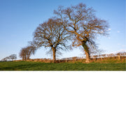 Een sereen landschap met twee grote, verweven bomen zonder bladeren op een frisgroene heuvel, afgetekend tegen een heldere blauwe lucht.