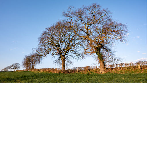 Een sereen landschap met twee grote, verweven bomen zonder bladeren op een frisgroene heuvel, afgetekend tegen een heldere blauwe lucht.