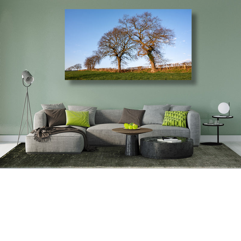 Twee kale bomen in het groene veld