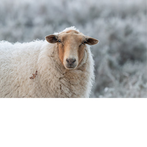 Een close-up portret van een lichtbruin schaap met een dikke vacht, dat recht in de camera kijkt tegen een achtergrond van rijp en vorst.