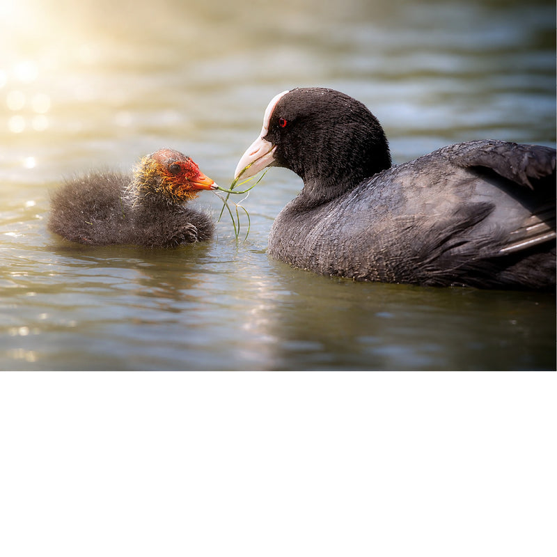 Een ontroerend natuurmoment in het water waarbij een volwassen meerkoet met haar witte snavel een plukje groen voert aan haar schattige, roodkopje kuiken.