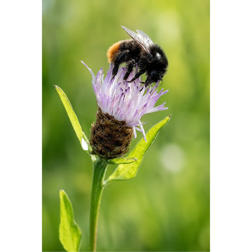 Een prachtige macrofoto van een dikke hommel die nectar verzamelt op de fijne paarse bloemblaadjes van een knoopkruid.