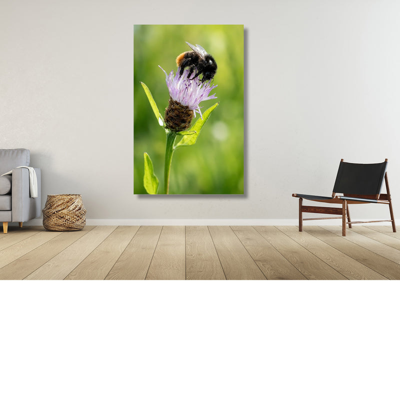Harige hommel op paarse knoopkruid