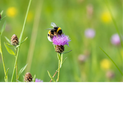 Een scherpe en zonnige opname van een hommel in actie, zittend bovenop een paarse bloem in een helder groene weide.