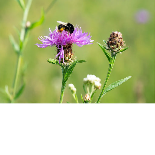 Een kleurrijke macro-opname van een bij met volle stuifmeelkorfjes, rustend op een felpaarse bloem tegen een groene, onscherpe achtergrond.