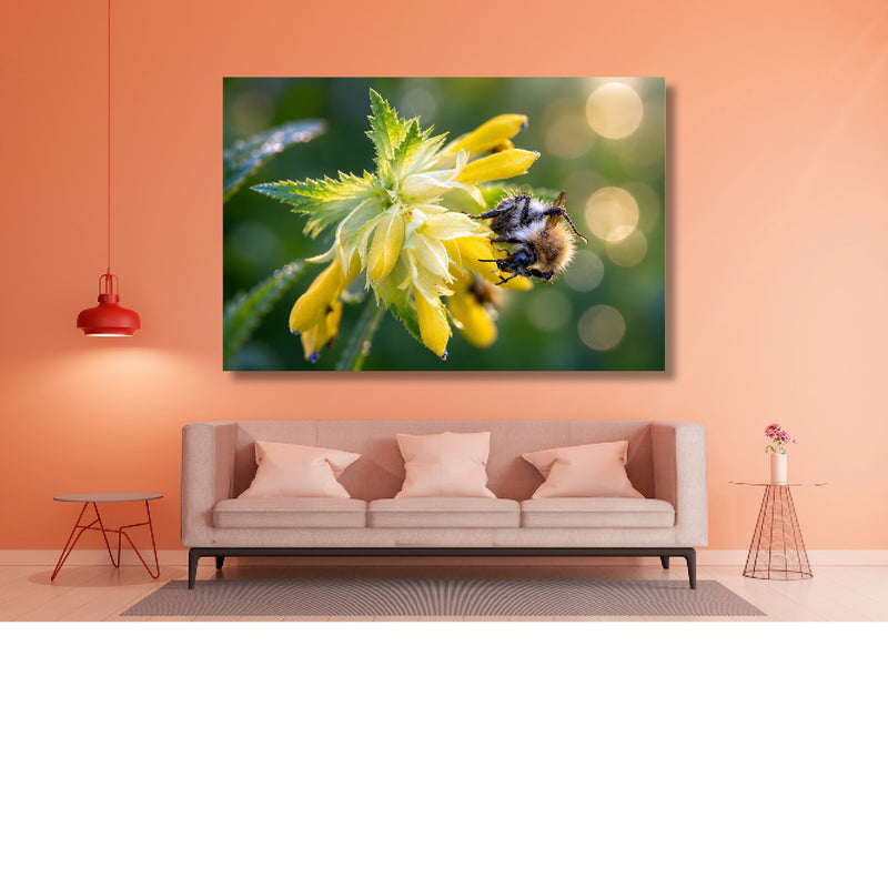 Donkere hommel op witte spirea