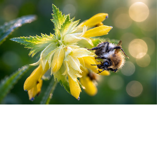 Een opvallend contrast tussen een donkere hommel en de fijne, spierwitte bloemetjes van een spirea-achtige plant.
