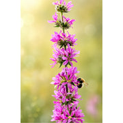 Een perfect getimede actiefoto van een hommel in vlucht, zwevend naast de paarse bloemen van een grote kattenstaart.