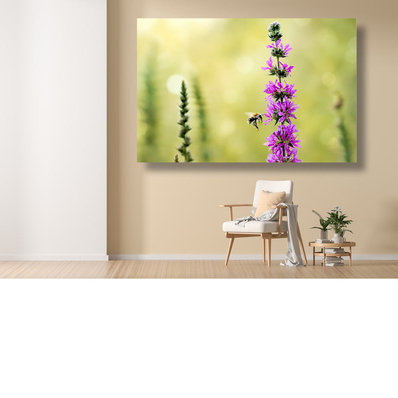 Zachtblauwe juffers paring