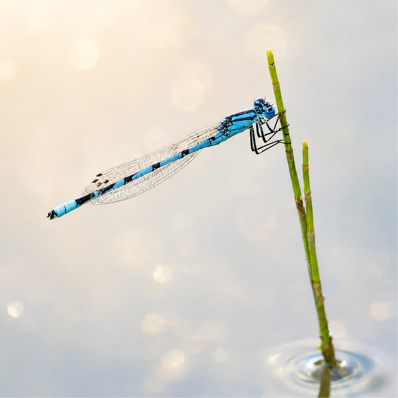 Een elegante, helderblauwe waterjuffer met zwarte strepen rust op een groene grasspriet vlak boven het water, met sprankelende lichtcirkels op de achtergrond.