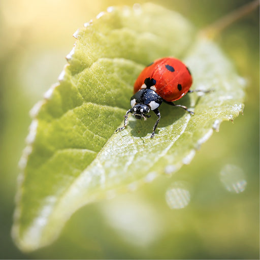 Een scherpe en kleurrijke macro-opname van een klassiek rood lieveheersbeestje met zwarte stippen op een frisgroen blad in de zon.
