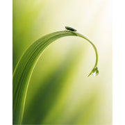 Een artistiek, verticaal macrobeeld van een klein groen insect op een sierlijk gekrulde grasspriet waaraan een perfecte waterdruppel hangt.