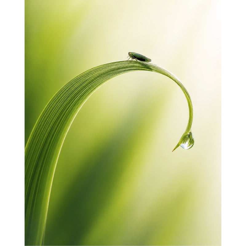 Een artistiek, verticaal macrobeeld van een klein groen insect op een sierlijk gekrulde grasspriet waaraan een perfecte waterdruppel hangt.